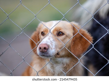 Cute Abandoned Dog Standing Behind Bars In Asylum For Vagabond Hounds