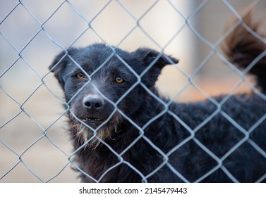 Cute abandoned dog standing behind bars and looking at camera in asylum for vagabond hounds