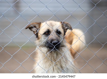 Cute Abandoned Dog Standing Behind Bars In Asylum For Vagabond Hounds