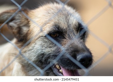Cute abandoned dog standing behind bars in asylum for vagabond hounds