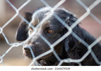 Cute abandoned dog standing behind bars in asylum for vagabond hounds