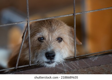 Cute Abandoned Dog Standing Behind Bars In Asylum For Vagabond Hounds