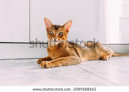 Cute Abyssinia cat lies and waiting for something. Cat stares curiously  Imagine de stoc © 