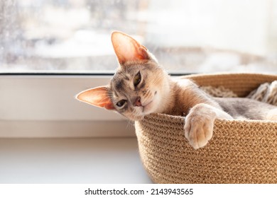 Cute Abyssinian Blue Cat Lying In Jute Bed On A Windowsill. Calm Four Month Old Kitten Enjoying Sun. Pets Care. World Cat Day. Image For Websites About Cats. Selective Focus.