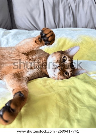 Cute Abyssinian cat lying down and wanting to be cuddled.