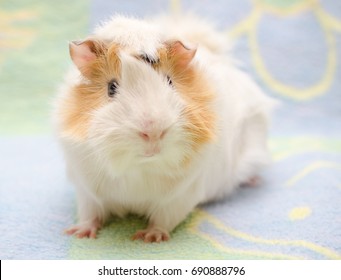 abyssinian guinea pig