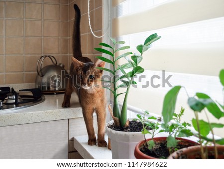 Cute Abyssinian kitten walking in the kitchen.