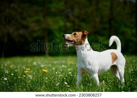 Similar – Happy Dog on Green Grass