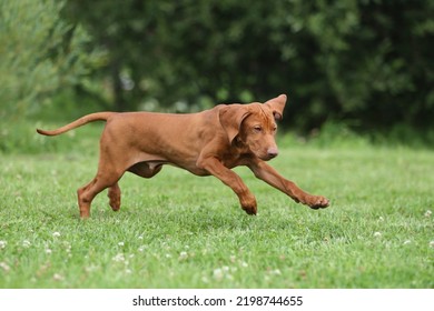 Cute Active Hungarian Vizsla Puppy Outdoors