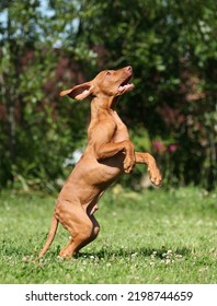 Cute Active Hungarian Vizsla Puppy Outdoors