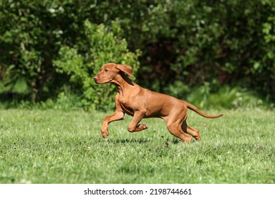 Cute Active Hungarian Vizsla Puppy Outdoors