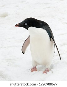ペンギン かわいい Stock Photos Images Photography Shutterstock