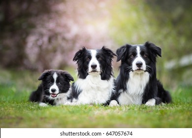Cute Adorable Black And White Border Collies Family Laying 