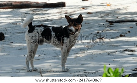 Cute adorable black and white spotty dog on a white sandy beach on tropical island in Raja Ampat, West Papua, Indonesia