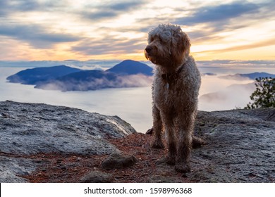 Cute and Adorable Dog, Goldendoodle, is on top of a Mountain during a sunny summer sunset. Taken on Tunnel Bluffs, West Vancouver, British Columbia, Canada.