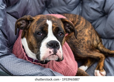 Cute and Adorable Female Boxer Dog laying on a cozy camping chair outdoors. Taken in British Columbia, Canada.