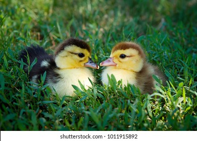 556 Sick duck Images, Stock Photos & Vectors | Shutterstock