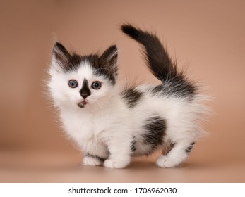 Cute Adorable Funny Munchkin Kitten