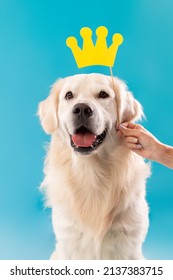 Cute Adorable Golden Retriever Posing With Yellow Crown, Owner Holding Stick In Hand Above Pet's Head, Dog Enjoying Festive Occasion Isolated On Blue Studio Background Wall, Vertical Portrait