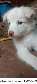 Cute And Adorable Indian Spitz  Puppy