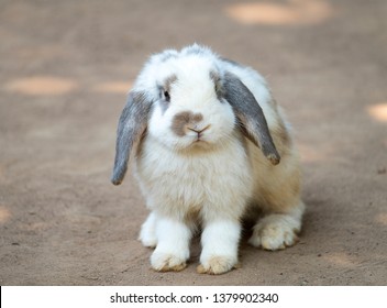 bunny ears floppy