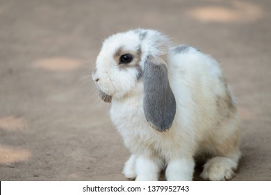 white lop eared bunny