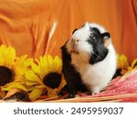 Cute and adorable little guinea pig with Lammas background