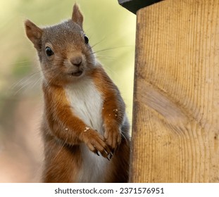 Cute and adorable little scottish red squirrel close up portrait - Powered by Shutterstock