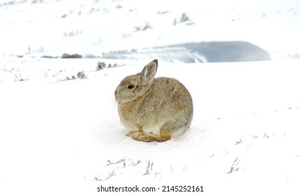 A cute, adorable mountain cottontail sitting in the snow during winter.  It is smaller than snowshoe hares, has shorter ears, and does not turn white during the winter, but remains brown.