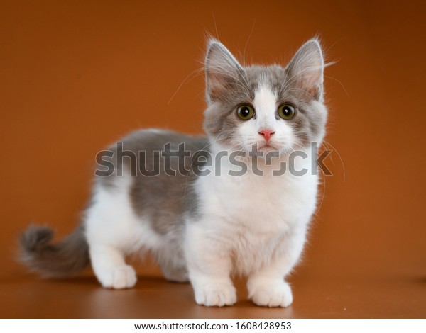 Hakuun Cute Adorable Munchkin Kitten Plays Liittyva Arkistovalokuva Muokkaa Nyt 1608428953