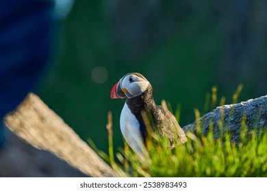 Cute and adorable Puffin seabird, fratercula, sitting in a breeding colony on high cliff at Runde island, a popular tourist destination. - Powered by Shutterstock