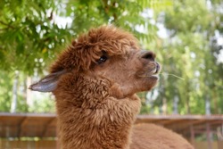 Cute Adorable Sweet Brown Alpaca With A Straw In Your Mouth
