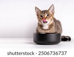 Cute adorable tabby striped mongrel kitten eats kibble food from bowl with appetite and licks itself, on a white background. Advertisement background of cat food, menu delivery, pet store copy space