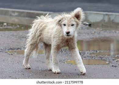 Cute, adorable, white stray dog ​​on muddy street; color illustration photo of abandoned, homeless animals.