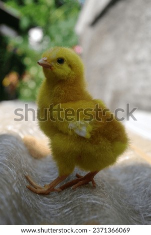 Cute and adorable yellow chicks 