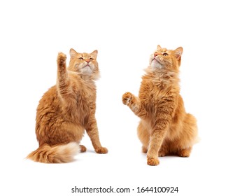 Cute adult fluffy red cat sitting and raised its front paws up, imitation of holding any object, animal isolated on a white background, set
