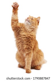 Cute adult fluffy red cat sitting and raised its front paws up, imitation of holding any object, animal isolated on a white background