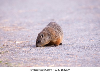 Cute Adult Groundhog Seen In Profile Foraging For Food In Park Alley During A Spring Morning, Domaine De Maizerets, Quebec City, Quebec, Canada