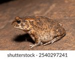 A cute adult guttural toad (Amietophrynus gutturalis) in the wild