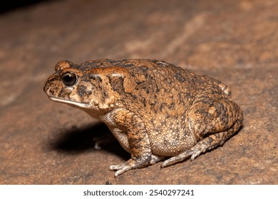 A cute adult guttural toad (Amietophrynus gutturalis) in the wild - Powered by Shutterstock