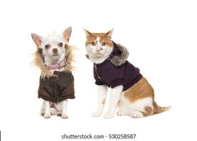 Cute Adult Red And White Cat And Chihuahua Dog Both Sitting Facing The Camera Wearing A Winter Coat Isolated On A White Background