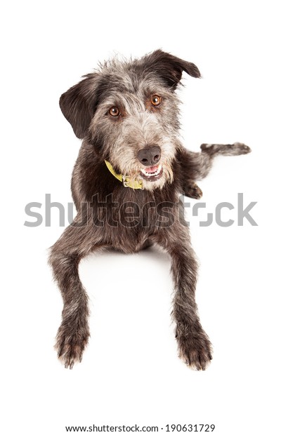 large wire haired terrier