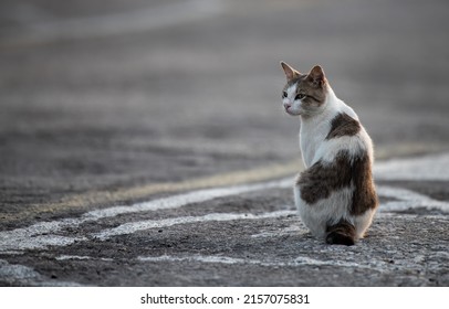 A Cute Aegean Cat Sitting On A Street