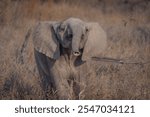 A cute African baby elephant lifting its head into the air, Greater Kruger. 