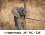 A cute African baby elephant lifting its trunk into the air, Greater Kruger. 