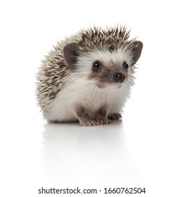 Cute African Hedgehog With Spiky Fur Sitting And Looking Away Pensive On White Studio Background