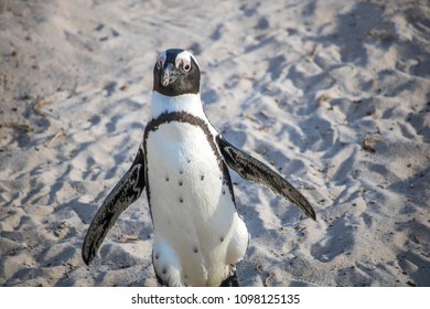 Cute African Penguin Running At Sunrise On Boulders Beach, Cape Town, South Africa.