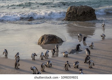 Cute African Penguins by the water cleaning themselves at sunrise on Boulders Beach, Cape Town, South Africa.  - Shutterstock ID 1098359831