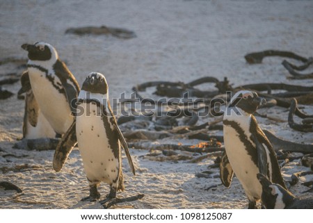 Cute African Penguins waking up at sunrise on Boulders Beach, Cape Town, South Africa.