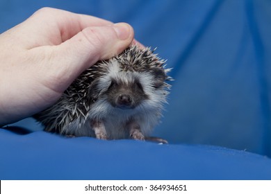 Cute African Pygmy Hedgehog Baby Color Algerian Black Pinto With Hand